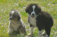 Scout, a female Miniature Australian Shepherd for sale in Waukon, IA – 7 of 7