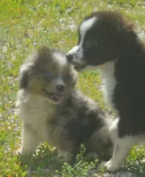 Sharky, a male Miniature Australian Shepherd for sale in Waukon, IA – 7 of 8