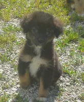 Comet, a male Miniature Australian Shepherd for sale in Waukon, IA – 3 of 6