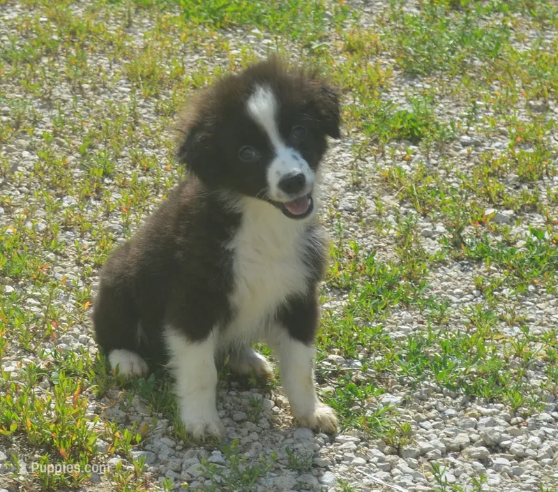 Scout – Miniature Australian Shepherd puppy for sale in Waukon, IA