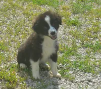 Scout, a female Miniature Australian Shepherd for sale in Waukon, IA – 1 of 7