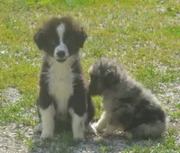 Scout, a female Miniature Australian Shepherd for sale in Waukon, IA – 6 of 7