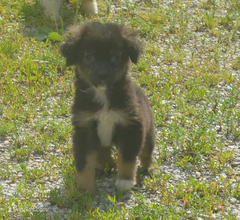Comet – Miniature Australian Shepherd puppy for sale in Waukon, IA