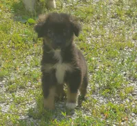 Comet, a male Miniature Australian Shepherd for sale in Waukon, IA – 1 of 6