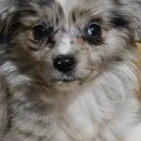 Perriwinkle, a female Miniature Australian Shepherd for sale in Waukon, IA – Photo 2 of 6