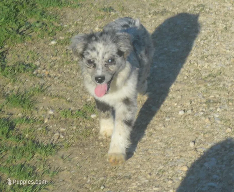Perriwinkle – Miniature Australian Shepherd puppy for sale in Waukon, IA