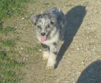 Perriwinkle, a female Miniature Australian Shepherd for sale in Waukon, IA – 1 of 9