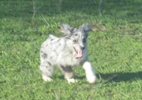 Perriwinkle, a female Miniature Australian Shepherd for sale in Waukon, IA – 2 of 9