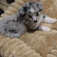 Perriwinkle, a female Miniature Australian Shepherd for sale in Waukon, IA – Photo 4 of 6