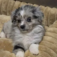 Perriwinkle, a female Miniature Australian Shepherd for sale in Waukon, IA – Photo 1 of 6