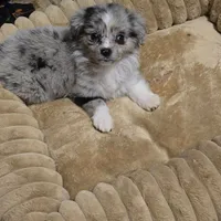 Perriwinkle, a female Miniature Australian Shepherd for sale in Waukon, IA – Photo 6 of 6