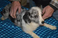Starry, a female Miniature Australian Shepherd for sale in Waukon, IA – Photo 2 of 4