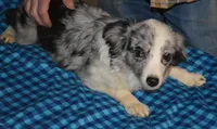 Starry, a female Miniature Australian Shepherd for sale in Waukon, IA – Photo 3 of 4