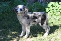 Starry, a female Miniature Australian Shepherd for sale in Waukon, IA – Photo 4 of 4