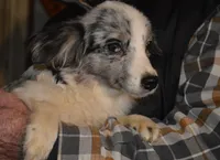 Starry, a female Miniature Australian Shepherd for sale in Waukon, IA – Photo 1 of 4