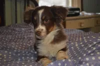 Molly, a female Miniature Australian Shepherd for sale in Waukon, IA – Photo 1 of 5