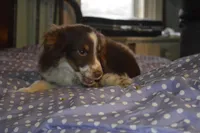 Molly, a female Miniature Australian Shepherd for sale in Waukon, IA – Photo 2 of 5