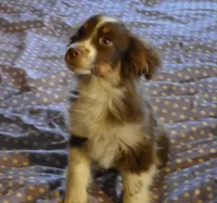 Molly, a female Miniature Australian Shepherd for sale in Waukon, IA – Photo 4 of 5
