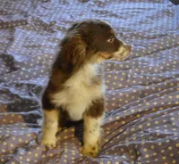 Molly, a female Miniature Australian Shepherd for sale in Waukon, IA – Photo 5 of 5