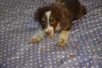 Molly, a female Miniature Australian Shepherd for sale in Waukon, IA – Photo 3 of 5