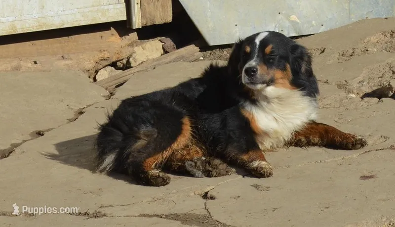 Henry, a male Miniature Australian Shepherd for sale in Waukon, IA – Photo 1 of 3