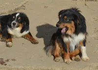 Henry, a male Miniature Australian Shepherd for sale in Waukon, IA – Photo 3 of 3