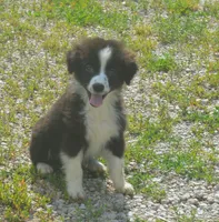 Scout, a female Miniature Australian Shepherd for sale in Waukon, IA – 3 of 7