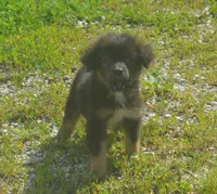 Comet, a male Miniature Australian Shepherd for sale in Waukon, IA – 6 of 6