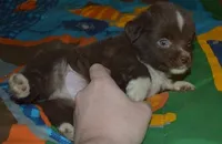 Macaroni, a male Miniature Australian Shepherd for sale in Waukon, IA – Photo 8 of 9