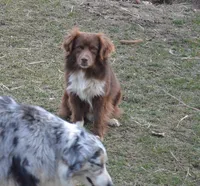 Macaroni, a male Miniature Australian Shepherd for sale in Waukon, IA – Photo 4 of 9