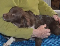 Macaroni, a male Miniature Australian Shepherd for sale in Waukon, IA – Photo 6 of 9