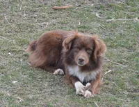 Macaroni, a male Miniature Australian Shepherd for sale in Waukon, IA – Photo 3 of 9
