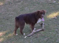 Macaroni, a male Miniature Australian Shepherd for sale in Waukon, IA – Photo 1 of 9