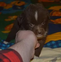 Macaroni, a male Miniature Australian Shepherd for sale in Waukon, IA – Photo 9 of 9