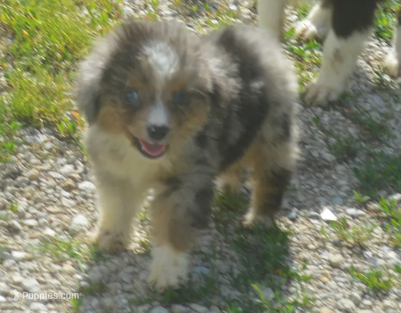 Sharky – Miniature Australian Shepherd puppy for sale in Waukon, IA