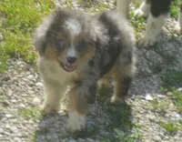 Sharky, a male Miniature Australian Shepherd for sale in Waukon, IA – 1 of 8