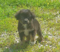 Comet, a male Miniature Australian Shepherd for sale in Waukon, IA – 5 of 6