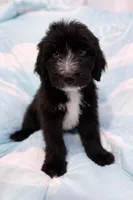 Zazoo, a male Bouvier des Flandres and Old English Sheepdog for sale in Beverly Hills, CA – Photo 2 of 4