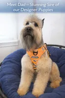 Zazoo, a male Bouvier des Flandres and Old English Sheepdog for sale in Beverly Hills, CA – Photo 4 of 4