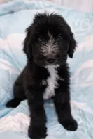 Zazoo, a male Bouvier des Flandres and Old English Sheepdog for sale in Beverly Hills, CA – Photo 1 of 4