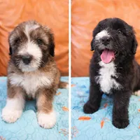 Tonka, a male Bouvier des Flandres and Old English Sheepdog for sale in Beverly Hills, CA – Photo 1 of 5