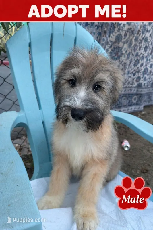 Baloo – Bouvier des Flandres, Old English Sheepdog puppy for sale in Beverly Hills, CA