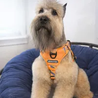 Baloo, a male Bouvier des Flandres and Old English Sheepdog for sale in Beverly Hills, CA – Photo 4 of 4