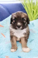 LOVEBUG, a male Bouvier des Flandres and Old English Sheepdog for sale in Beverly Hills, CA – Photo 1 of 7