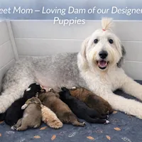 Baloo, a male Bouvier des Flandres and Old English Sheepdog for sale in Beverly Hills, CA – Photo 3 of 4