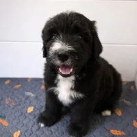 Tonka, a male Bouvier des Flandres and Old English Sheepdog for sale in Beverly Hills, CA – Photo 2 of 5