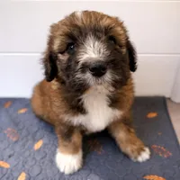 Tonka, a male Bouvier des Flandres and Old English Sheepdog for sale in Beverly Hills, CA – Photo 3 of 5