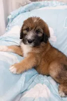 Baloo, a male Bouvier des Flandres and Old English Sheepdog for sale in Beverly Hills, CA – Photo 2 of 4