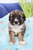 LOVEBUG, a male Bouvier des Flandres and Old English Sheepdog for sale in Beverly Hills, CA – Photo 4 of 7
