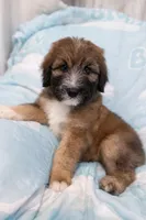 Baloo, a male Bouvier des Flandres and Old English Sheepdog for sale in Beverly Hills, CA – Photo 1 of 4